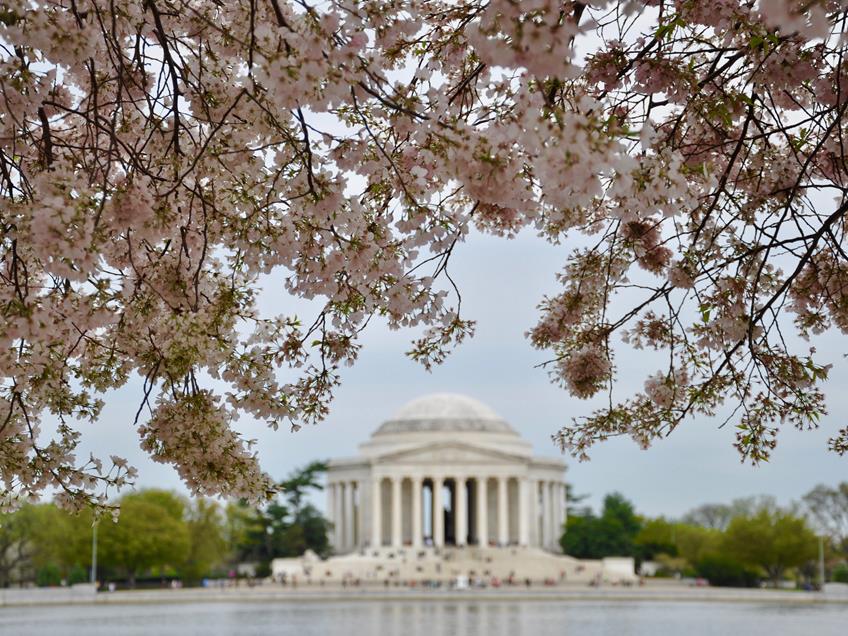 2019 Photo Memorial Tree Daytime (1)